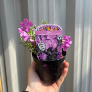 Phlox subulata 'McDaniels Cushion' 9cm/1.5L -