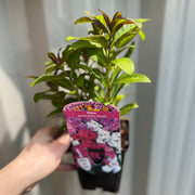 Phlox paniculata Mixed 9cm -