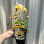 Aquilegia 'Spring Magic Yellow' -