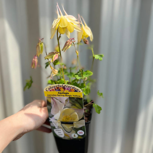 Aquilegia 'Spring Magic Yellow' -