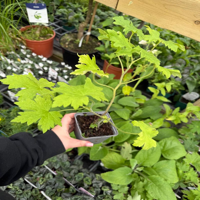 Delphinium Excalibur Light Blue/White 9cm/ 1.5L -