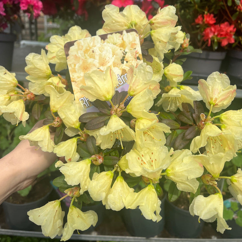 Dwarf Rhododendron 'Wren' 1L -