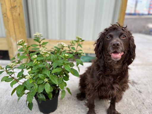 Viburnum tinus Laurustinus 2L -