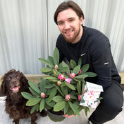 Rhododendron 'Christmas Cheer' 5L | Flowers Late Winter/Early Spring -
