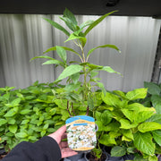 Hydrangea lace-cap 'Cloud Nine' 9cm -