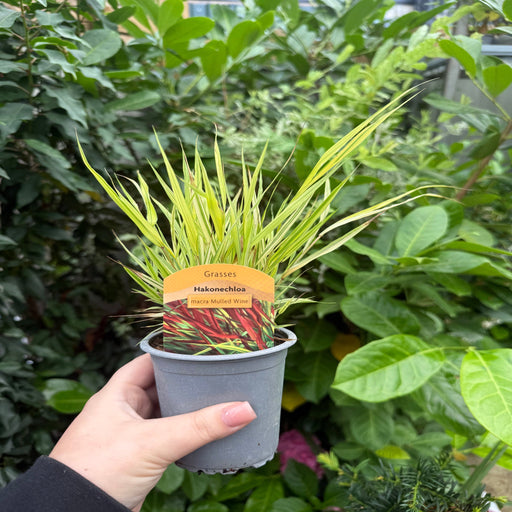 Hakonechloa macra 'Mulled Wine' 9cm -