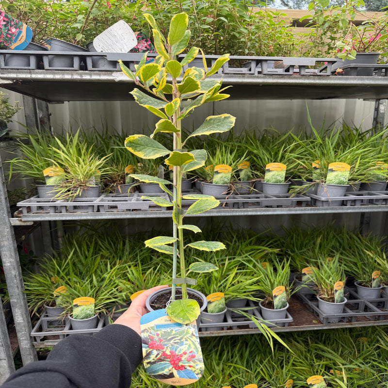 Ilex x altaclarensis 'Golden King' | Variegated Holly 9cm / 2L -