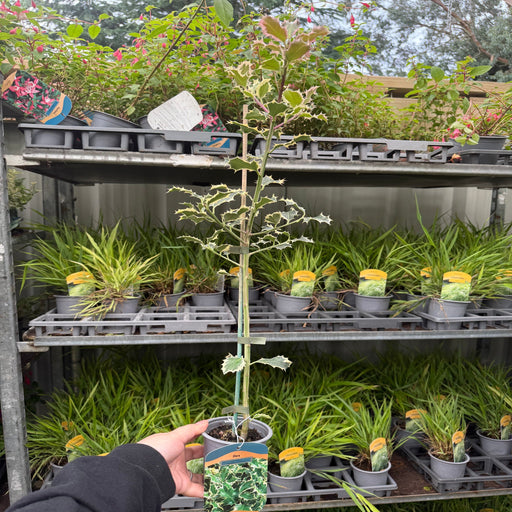 Ilex 'Argentea Marginata' Holly 9cm / 2L -