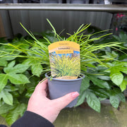Lomandra longifolia 'Miner's Gold' 9cm -