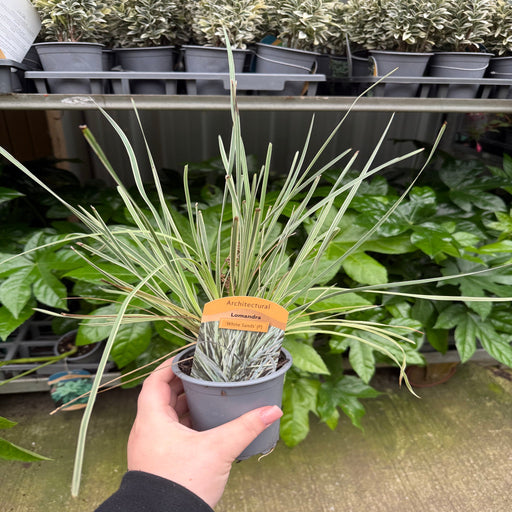 Lomandra longifolia 'White Sands' 9cm -