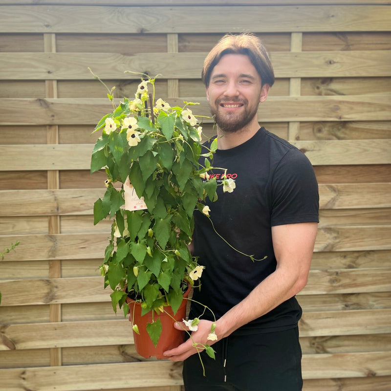 Thunbergia alata Black Eyed Susan (White) -