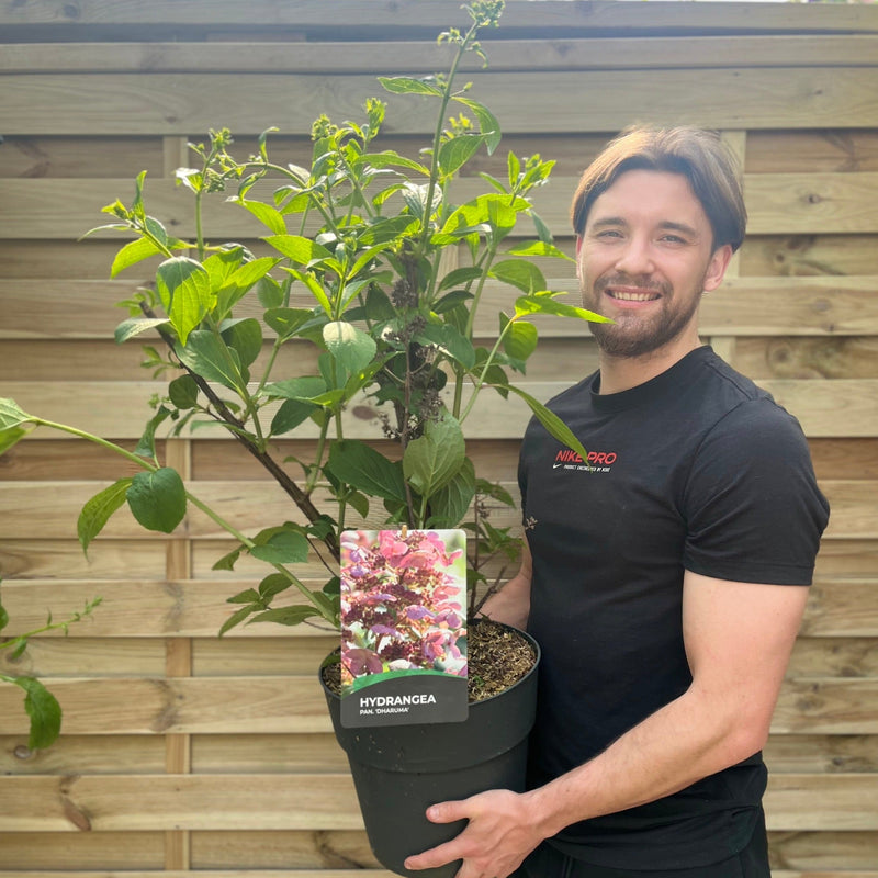 Hydrangea paniculata 'Dharuma' 9.5L -
