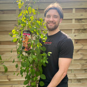 Cercidiphyllum japonicum Katsura 7.5L -