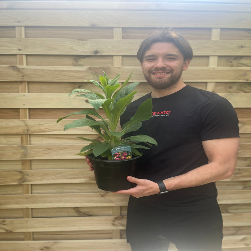 Foxgloves Digitalis 'Rose Ivory' 3L -