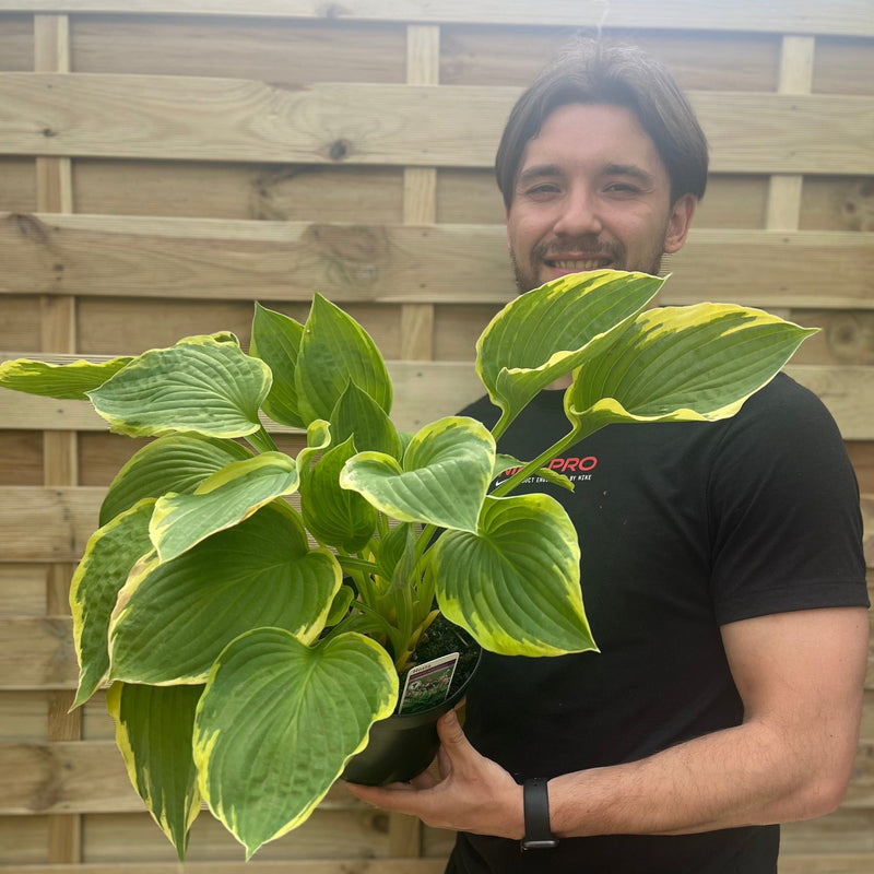 Hosta 'Aureomarginata' 2L -