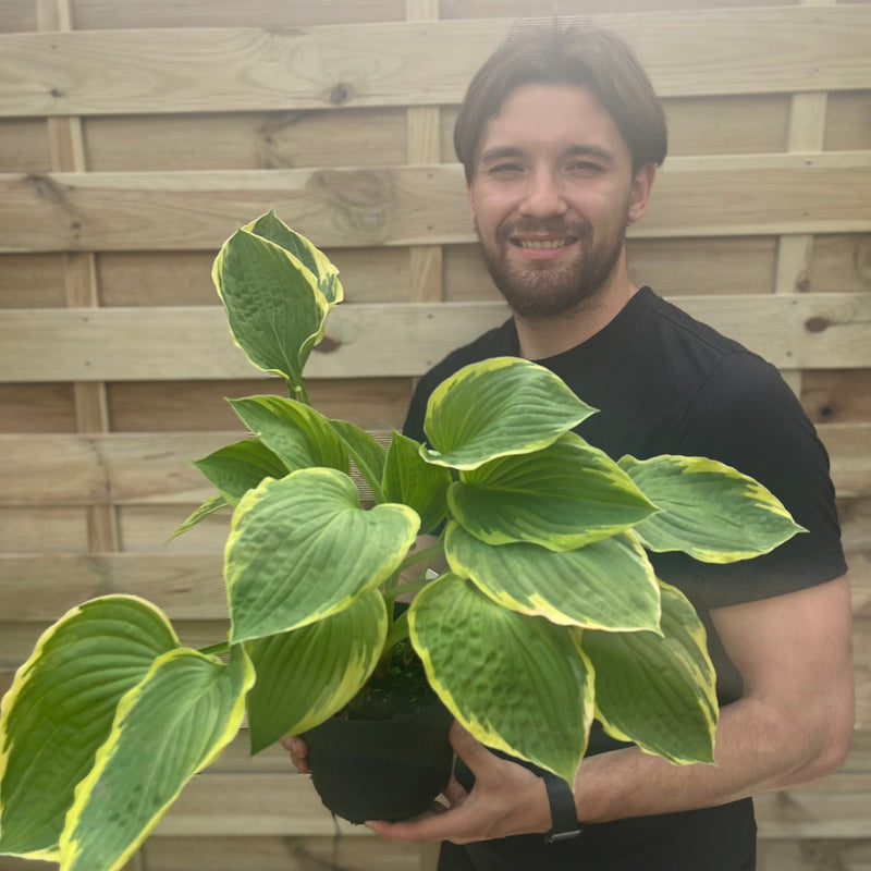 Hosta 'Aureomarginata' 2L -