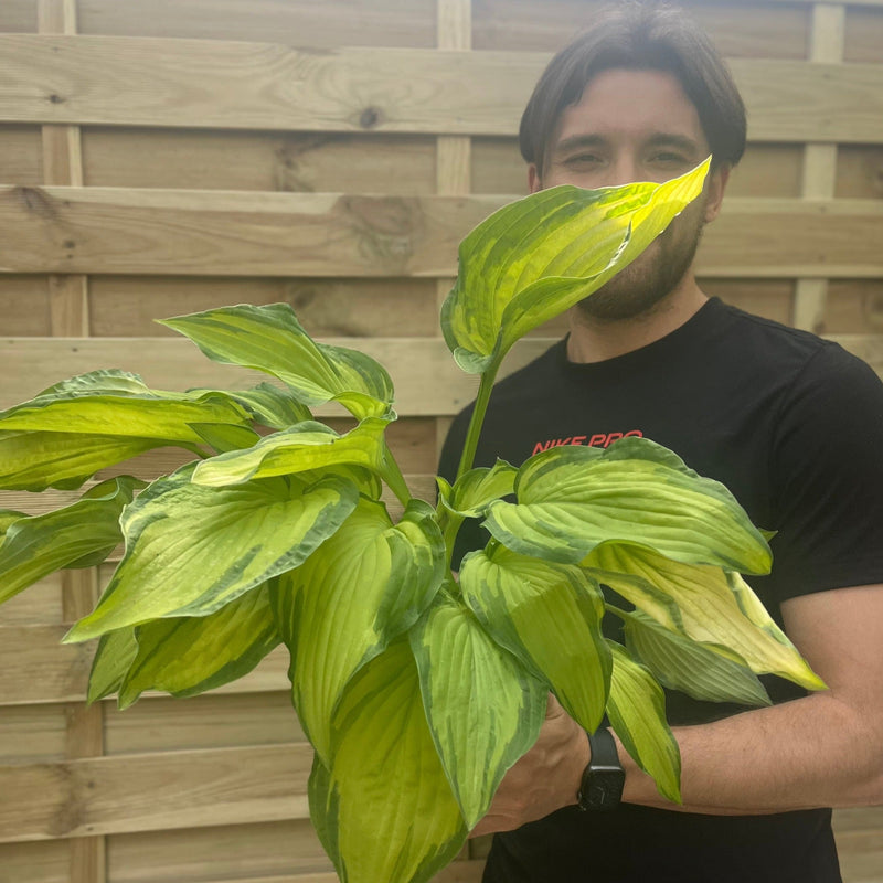 Hosta 'Albopicta' 2L -
