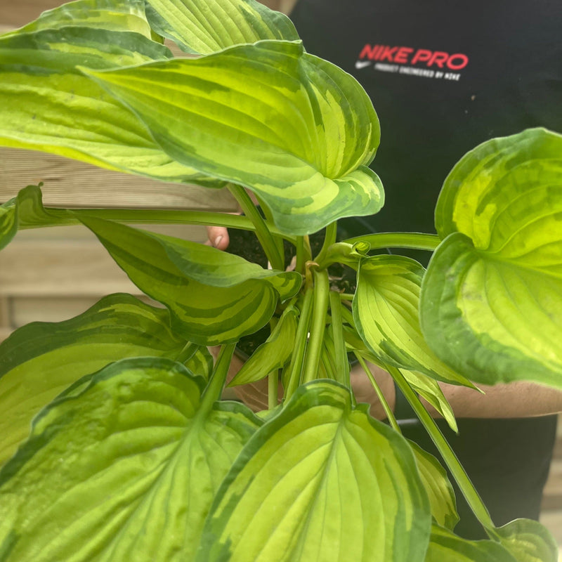 Hosta 'Albopicta' 2L -