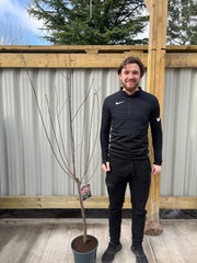 Prunus Triloba | Double Flowering Cherry-Almond Blossom Tree | 6ft (160-180cm) -