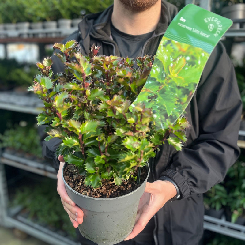 Ilex meserveae 'Little Rascal' Holly 2L -