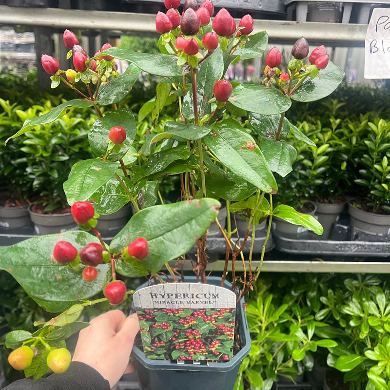 Hypericum 'Miracle Marvel' 2L -