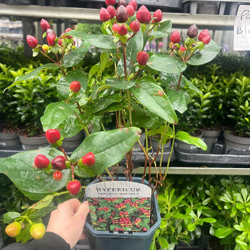 Hypericum 'Miracle Marvel' 2L -