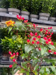 Hypericum 'Miracle Summer' 2L -