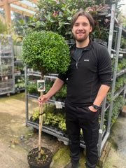Buxus Topiary Ball on Stem | Buxus sempervirens Topiary | 80-90cm/160cm -