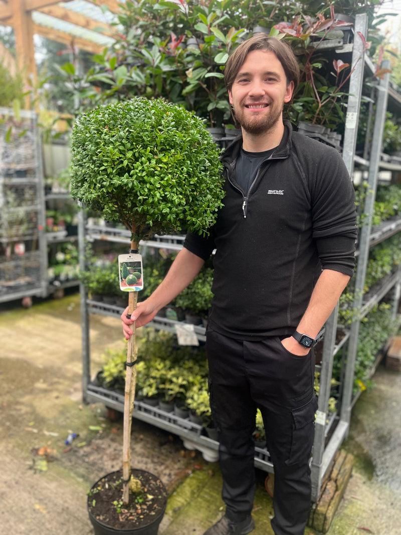 Buxus Topiary Ball on Stem | Buxus sempervirens Topiary | 80-90cm/160cm -