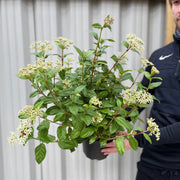 Viburnum tinus Laurustinus 2L -
