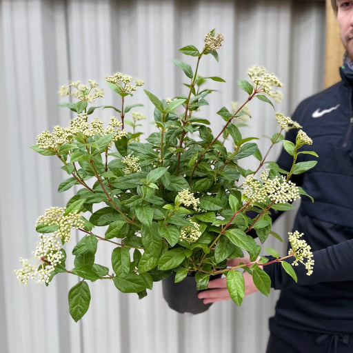 Viburnum tinus Laurustinus 2L -