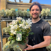 Rhododendron 'Cunninghams White' 2L / 3L -