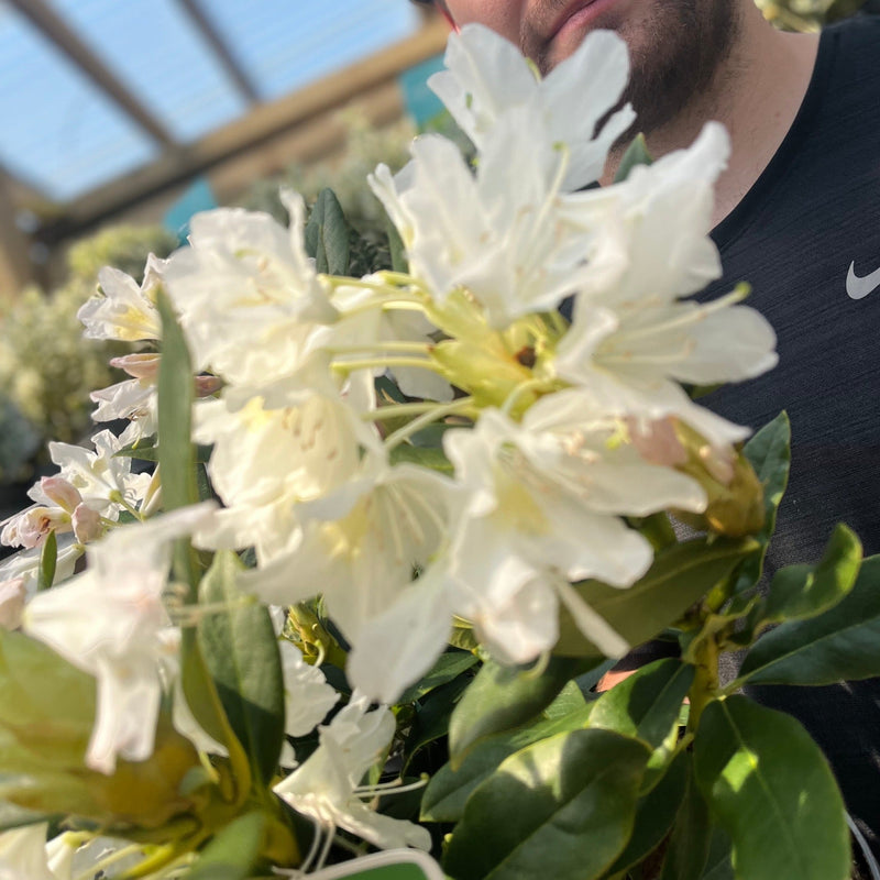 Rhododendron 'Cunninghams White' 2L / 3L -