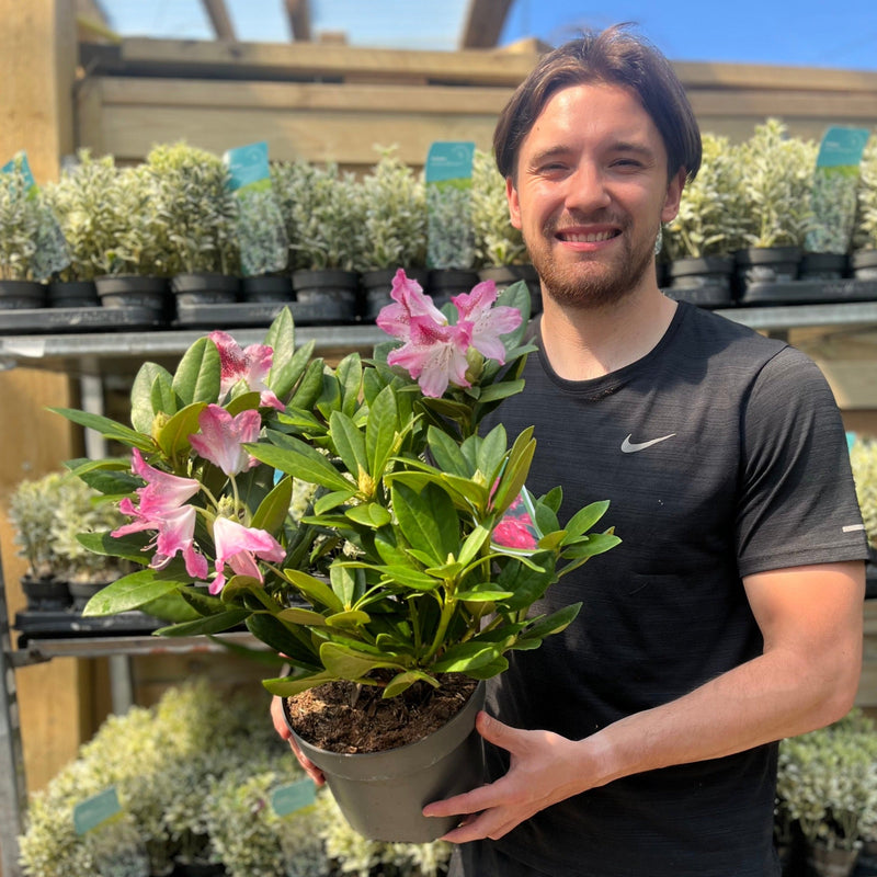Rhododendron 'Cosmopolitan' 3L -