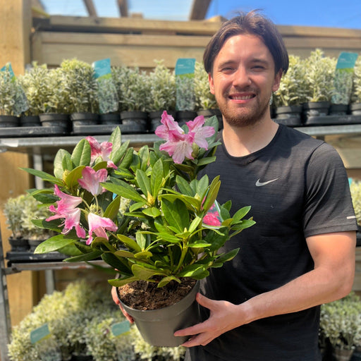 Rhododendron 'Cosmopolitan' 3L -