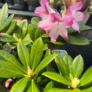 Rhododendron 'Cosmopolitan' 3L -