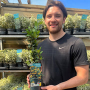 Pyracantha 'Soleil D'or' 1L/2L -