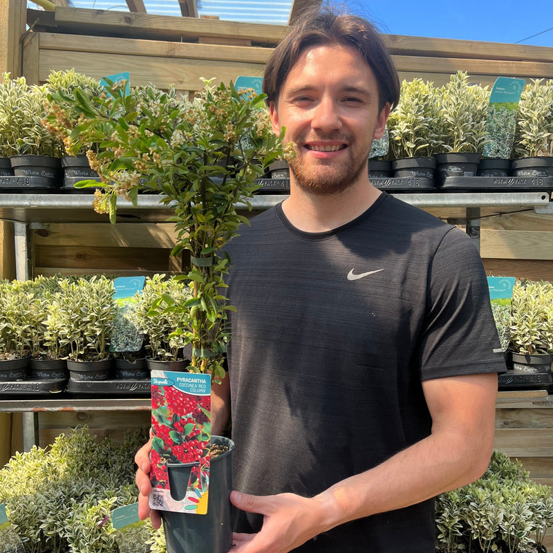 Pyracantha coccinea 'Red Column' 1L/2L -
