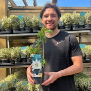 Passionflower Climber | Constance Elliot | 60cm -