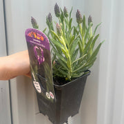 Lavender Stoechas Javelin Blue 9cm/1.5L -