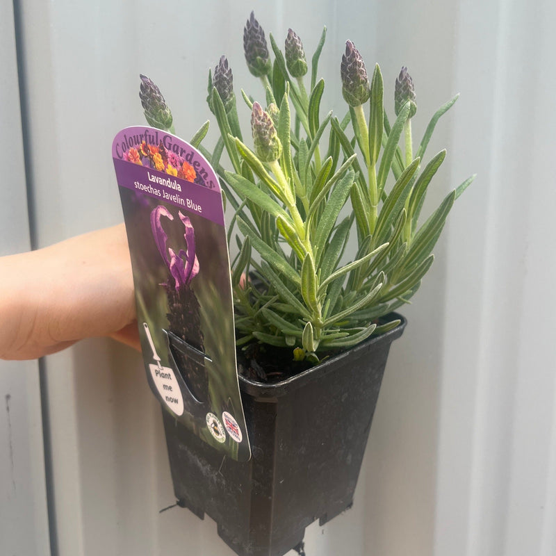 Lavender Stoechas Javelin Blue 9cm/1.5L -