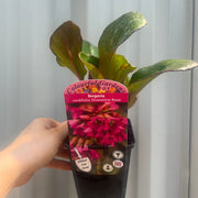 Bergenia cordifolia 'Shoeshine Rose' (Elephant's Ears) 9cm Pot -