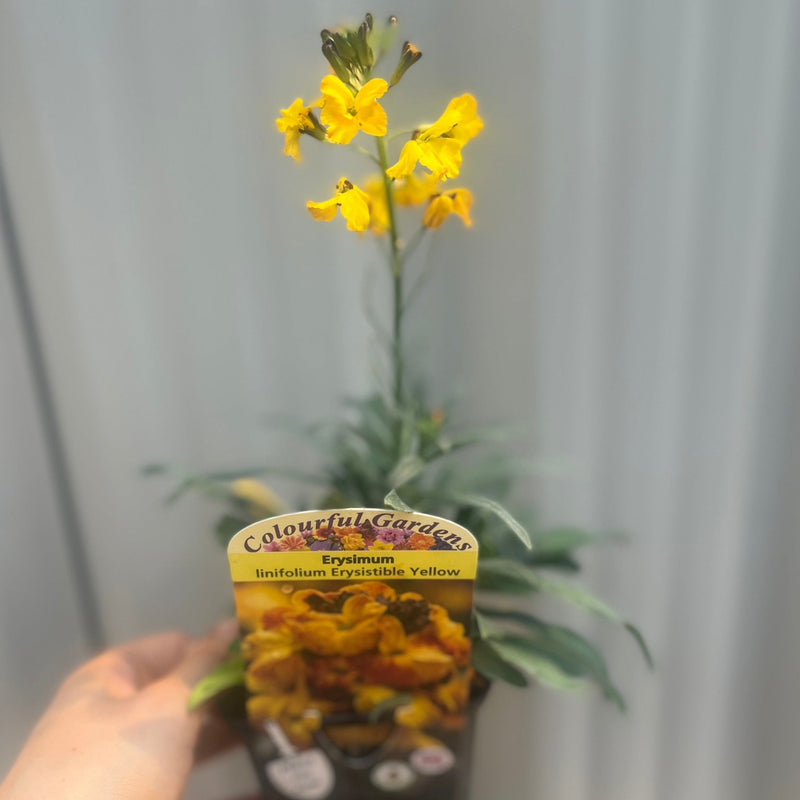 Erysimum linifolium 'Erysistible Yellow' 9cm -