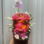 Erysimum 'Erysistible Sunset' 9cm -