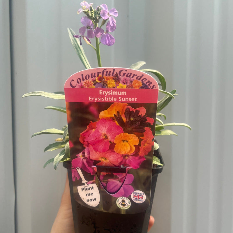 Erysimum 'Erysistible Sunset' 9cm -