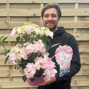 Hydrangea 'French Bolero' Pink 3L -