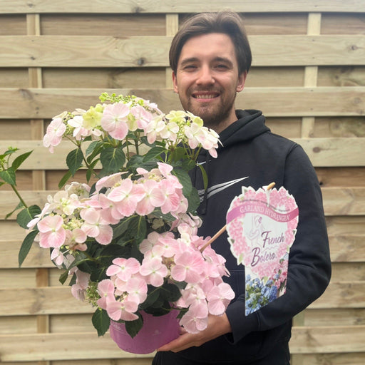 Hydrangea 'French Bolero' Pink 3L -