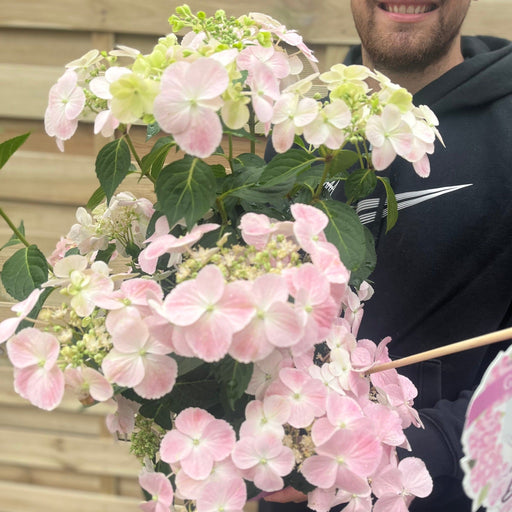 Hydrangea 'French Bolero' Pink 3L -