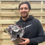 Heuchera 'Silverberry' 2L -