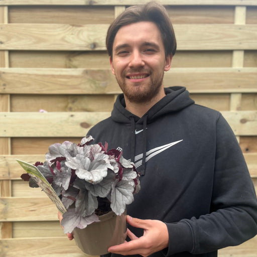 Heuchera 'Silverberry' 2L -
